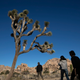 People visit Joshua Tree National Park in Southern California’s Mojave Desert, Thursday, Jan. 10, 2019.